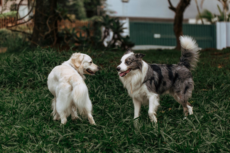חוויה חמישה כוכבים לכלבים – מלונות יוקרה לכלבים
